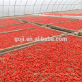 Dried EU Import Standards Goji Berry